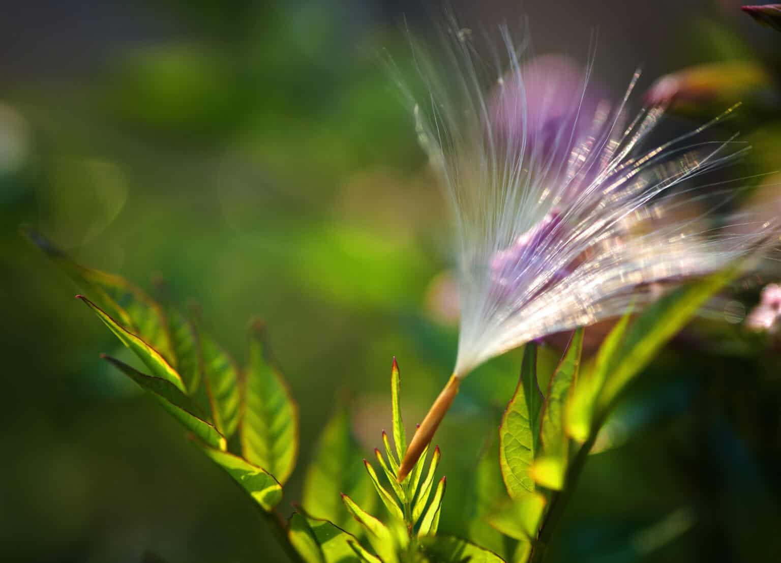 Puff di semi di pioppo in natura.