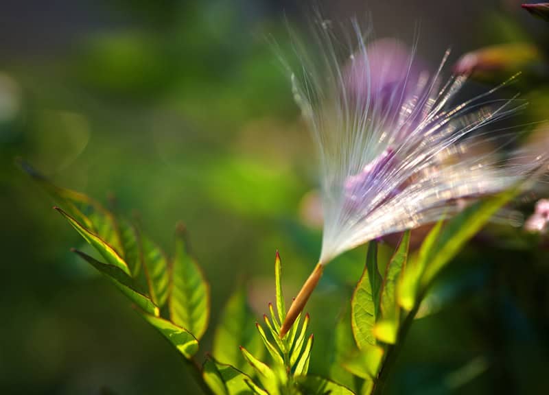 Semi di dente di leone al vento su foglie verdi, simbolo di crescita e libertà.